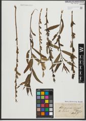Foto von Salix purpurea L. x Salix viminalis L.